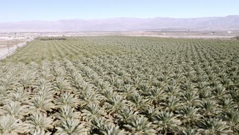 Large-palm-tree-nursery-in-Coachella,-California-with-drone-video-close-up-and-moving-down