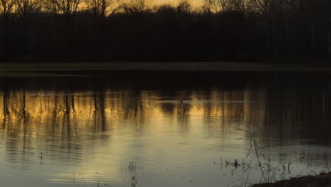 Sonnenuntergangsreflexionen-Am-Loosahatchie-River,-Ruhiges-Wasser,-Baumsilhouette,-Goldene-Stunde,-Tennessee-Park
