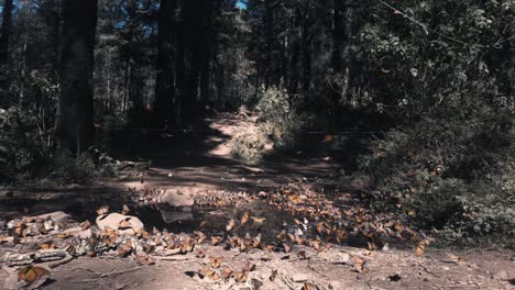 Enjambre-De-Mariposas-Monarca-únicas-Descansando-En-Un-Bosque-Verde,-El-Rosario-Michoacán,-México