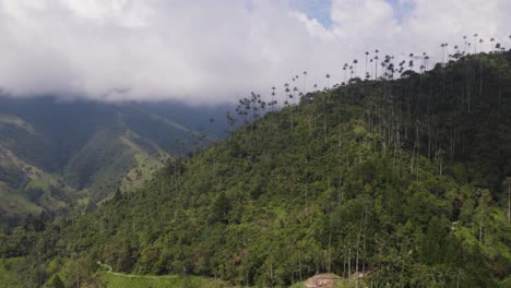 Panoramic-Overview-of-Tall-Coconut-Palm-Trees-Reaching-high-above-Ridgeline-in-Cocora-Valley-Colombia