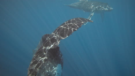 Humpback-whale-tail-fluke-with-jagged-edge-shimmers-as-light-rays-dance-across