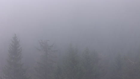 Shrouded-Secrets:-The-Mystery-of-the-Foggy-Forest