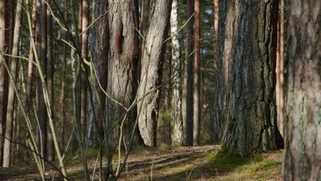 Calm-Forest-in-the-Daytime