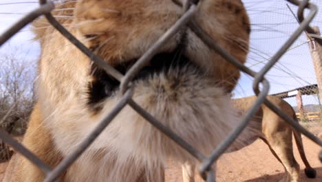 lioness-licks-camera-through-fence-wildlife-reserve-slomo