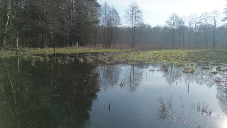 aerial-view-on-overflow-meadow-near-forest-sunny-day