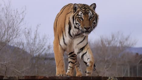 Tiger-Leckt-Sich-Die-Lippen-Und-Geht-Durch-Zeitlupen-Wildschutzgebiet