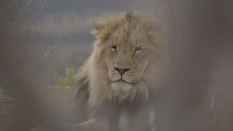 Cerrar-Un-León-Africano-Disparado-A-Través-De-Las-Ramas-De-Los-árboles