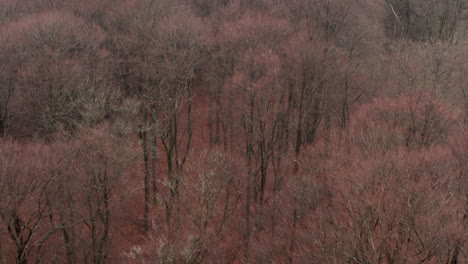 Hues-of-Harmony:-The-Pine-and-Beech-Trees-of-Sauerland