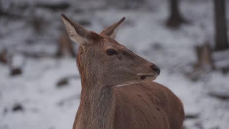 Female-Deer-Standing-In-The-Snowy-Forest-In-Quebec,-Canada---Close-Up