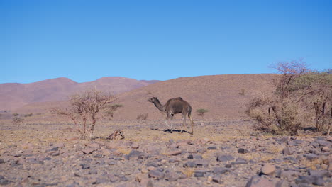 Dromedarys-in-westsahara,-mauritania-and-morocco