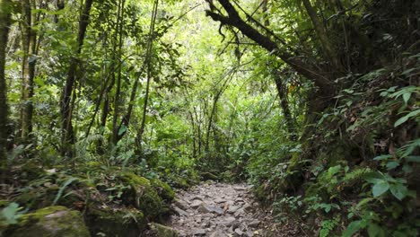 Dolly-Suave-Sobre-El-Lecho-Seco-De-Un-Arroyo,-Ruta-De-Senderismo-Con-Pequeñas-Rocas,-Ladera-Erosionada-Sostenida-Por-Vegetación-Tropical,-Valle-De-Cocora,-Colombia