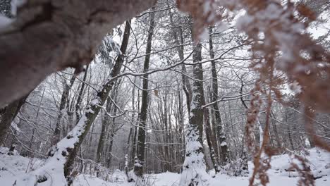 Snow-covered-trees-in-a-serene-forest-during-winter,-daylight-filtering-through