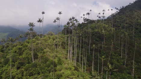 Tall-Coconut-Palm-Trees-Tower-Above-Tropical-Forest-Mountainside-of-Cocora-Valley-Colombia,-Aerial-Parallax