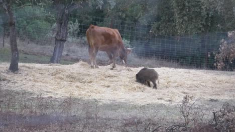 Eine-Kuh-Und-Ein-Wildschwein-Fressen-Gemeinsam-Stroh