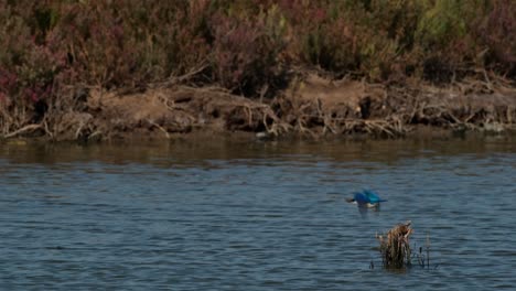 Blickt-Nach-Links-Und-Fliegt-Weg,-Um-Zu-Jagen,-Und-Dann-Fliegt-Ein-Vogel-Nach-Rechts,-Halsband-Eisvogel-Todiramphus-Chloris,-Thailand