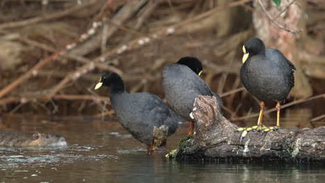 Group-of-Red-gartered-Coots-on-the-lake-shore-with-a-coipo-behind