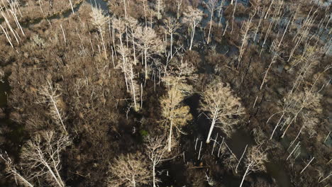 Point-Remove-Wildlife-Area,-Blackwell,-Arkansas,-Mit-Kahlen-Bäumen-Und-Wasserstraßen-Im-Winter,-Luftaufnahme