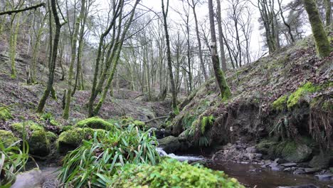 Kleiner,-Langsam-Fließender-Waldbach,-Der-Langsam-Durch-Die-Waldbäume-Fließt