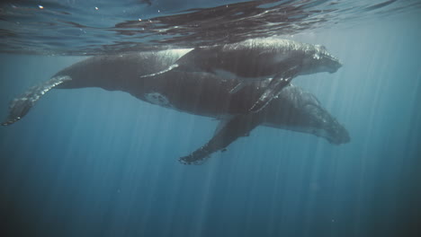 La-Familia-De-Ballenas-Jorobadas-Se-Relaja-En-La-Superficie-Del-Agua-Del-Océano-Disfrutando-Y-Enseñando-Tranquilamente