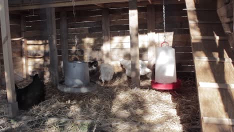Wide-View-of-Chickens-Feeding-and-Lounging-in-Sunny-Barn
