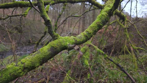 Woodland-views-of-a-tall-tree-covered-in-moss