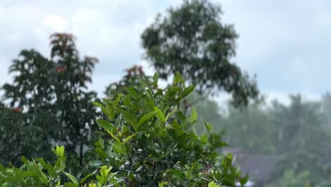 Raindrops-falling-on-the-tops-of-the-trees