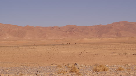 Vista-Del-Desierto-En-Marruecos-Con-Algunos-Dromedarios-En-La-Parte-Trasera.