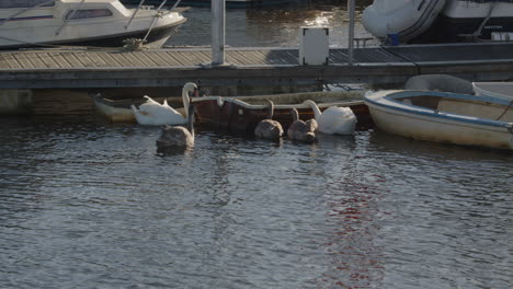 Familie-Von-Schwänen-Trinken-Frisches-Wasser-Aus-Einem-Ruderboot-Auf-Dem-Lymington-River