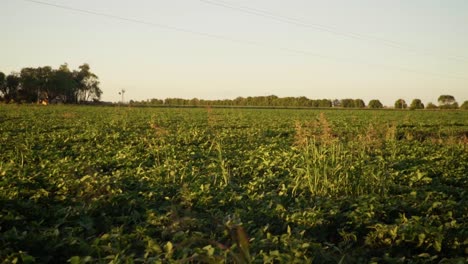 Slow-motion-pan-of-a-soybean-field-in-Santa-Fe,-Argentina