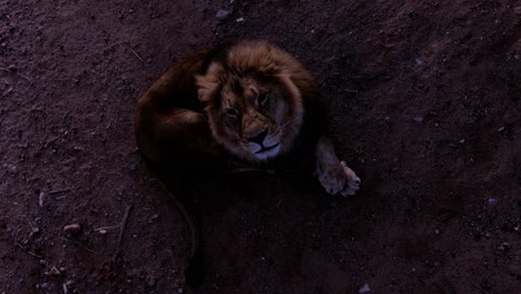 lion-aerial-at-night-time-close-overhead
