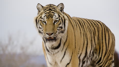 Beautiful-wildlife-striped-siberian-tiger