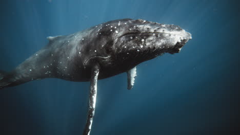 Humpback-whale-glistens-with-light-rays-as-it-lifts-pectoral-fins-raising-head-to-surface-meeting-reflection