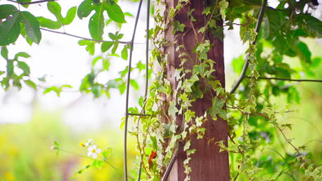 Hiedra-Floreciendo-Sobre-Un-Pilar-De-Madera-En-Un-Jardín-Con-Balcón-En-Un-Día-Soleado