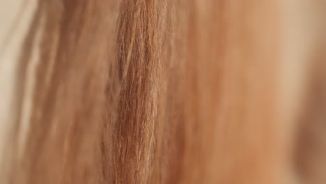 Light-Brown-Horse-Tail,-Back-View,-Closeup-Shot