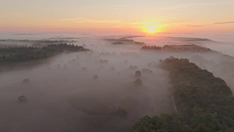 Aerial-view-of-full-purple-colors-of-the-heather-in-early-morning,-Netherlands