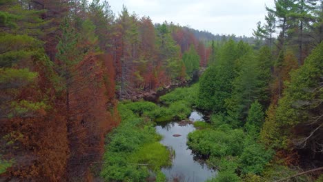 Kiefern-Am-Bach-Durch-Waldbrand-In-Kanada-Beschädigt