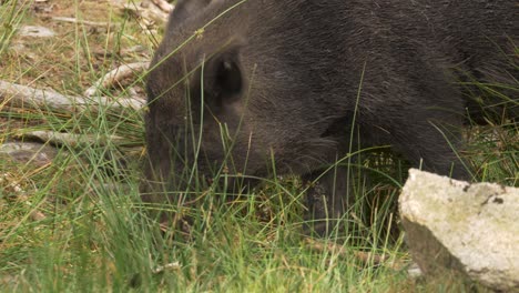 Wild-Boar-Searching-For-Food-In-Tall-Green-Grass-On-Overcast-Summer-Day