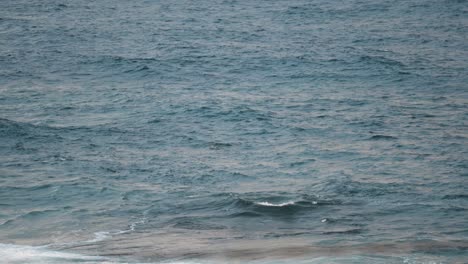 Flossen-Schwimmender-Delfine-über-Welliger-Oberfläche-Im-Ozean