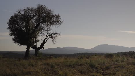 árbol-Solitario-Erguido-En-El-Paisaje-Rural-Con-Fondo-De-Montaña