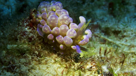 Cute-Phyllodesmium-magnum-nudibranch-crawling-slowly-among-the-soft-coral-and-algaes-on-the-ocean-floor