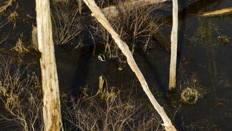 Ducks-swimming-through-wetlands-in-point-remove,-blackwell,-ar,-usa-at-golden-hour,-aerial-view