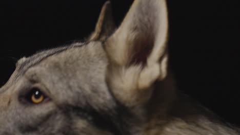 Wolfhound-in-dark-Studio-Environment