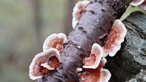 Close-up-of-mushrooms-growing-on-a-forest-tree-branch,-detailed-textures-evident