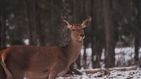 An-Adult-Female-Red-Deer-Hind-Standing-In-Winter-Forest