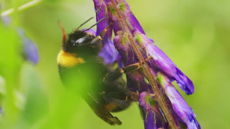 Bee-looking-for-nectar-with-its-Proboscis
