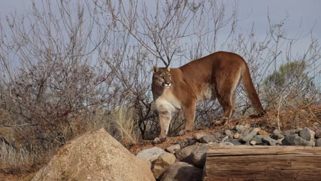 cougar-turns-and-faces-camera-slomo