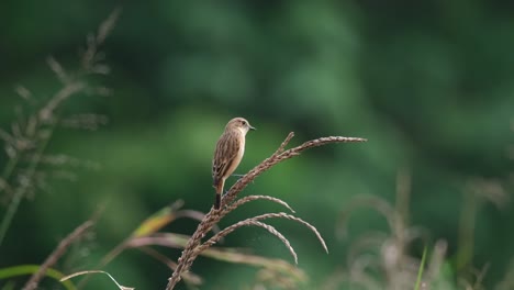 Visto-Desde-Atrás-Mirando-A-Su-Alrededor-Durante-Una-Mañana-Ventosa,-Amur-Stonechat-O-Stejneger&#39;s-Stonechat-Saxicola-Stejnegeri,-Tailandia