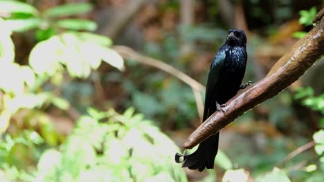 Thront-Auf-Einem-Ast,-Aus-Dem-Wasser-Fließt,-Während-Die-Kamera-Herauszoomt,-Haardrongo-Dicrurus-Hottentottus,-Thailand