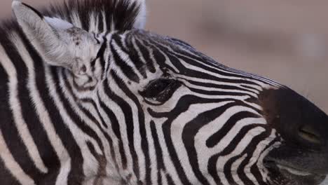 zebra-chewing-food-extreme-closeup