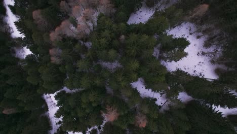 Luftaufnahme-Von-Oben-Nach-Unten-Von-Düsteren-Immergrünen-Waldkronen-Mit-Schnee-Auf-Dem-Boden